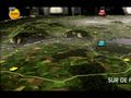R.U.S.E. - Enga�a a los enemigos