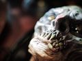 Gears of War 3 - Edici�n limitada