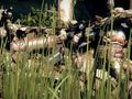 Crysis 3 - Hunter Edition