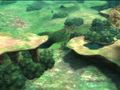 Ni no Kuni: La ira de la Bruja Blanca - Demo (2)