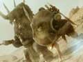 Rise of the Argonauts - Tr�iler GC