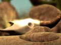 LittleBigPlanet - Documental